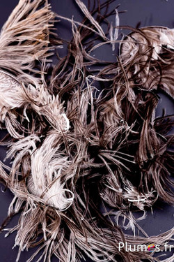 Autruche barbules - 5-10 cm - gris naturel 